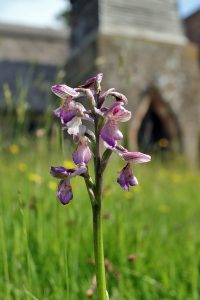 Green-winged orchid